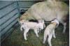 just born lambs 2004